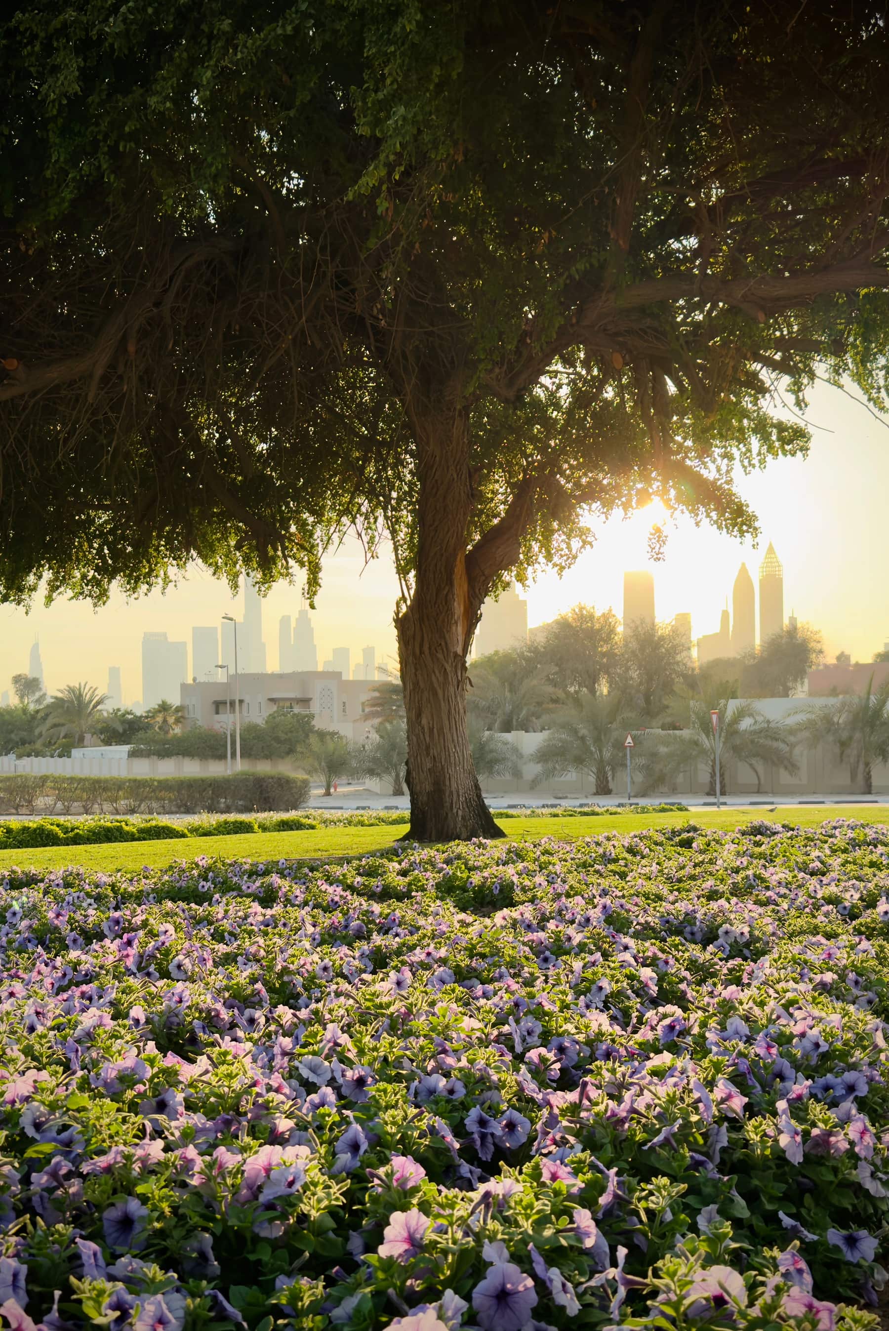 Flowering park lawn at sunset with the Dubai skyline in the distance